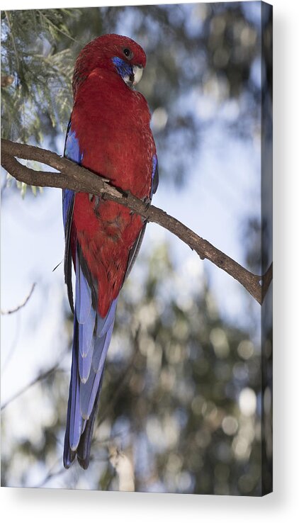 Bird Acrylic Print featuring the photograph Crimson rosella #9 by Masami Iida