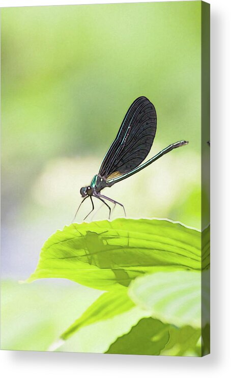 Bug Acrylic Print featuring the photograph A bug with shadow by Tatiana Travelways
