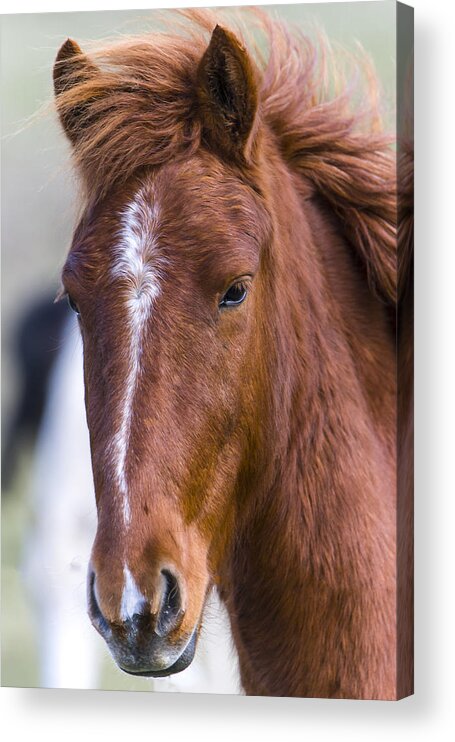 Chestnut Horse Acrylic Print featuring the photograph A Chestnut Horse portrait by Andy Myatt