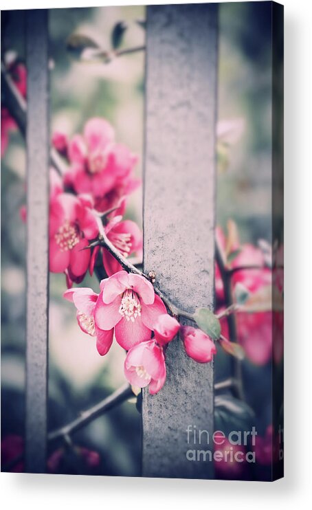 Spring Acrylic Print featuring the photograph A delicate Spring by Silvia Ganora