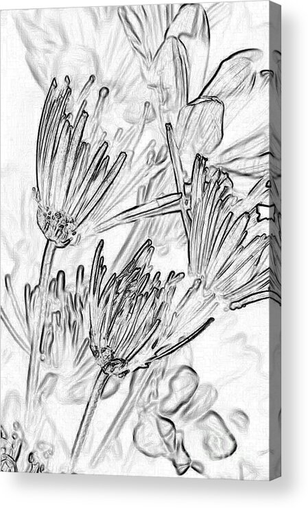 Flowers Acrylic Print featuring the photograph A Flower Sketch by Julie Lueders 