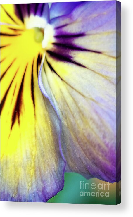 Close-ups Acrylic Print featuring the photograph A Glance by Marilyn Cornwell