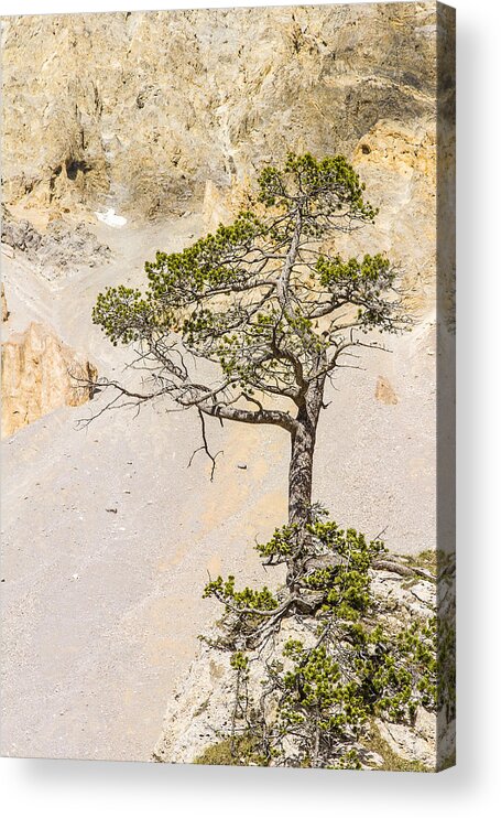 Tree Acrylic Print featuring the photograph A lonely pine - 1 by Paul MAURICE