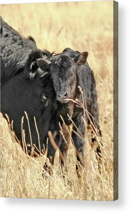 Cow Acrylic Print featuring the photograph A Mother's Love Black Cow and Calf by Jennie Marie Schell