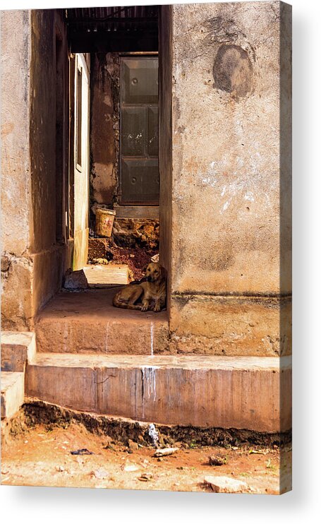 Africa Acrylic Print featuring the photograph A Mothers Warmth by Tim Dussault