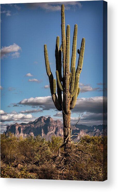 Saguaro Cactus Acrylic Print featuring the photograph A Southwest Winter Day by Saija Lehtonen