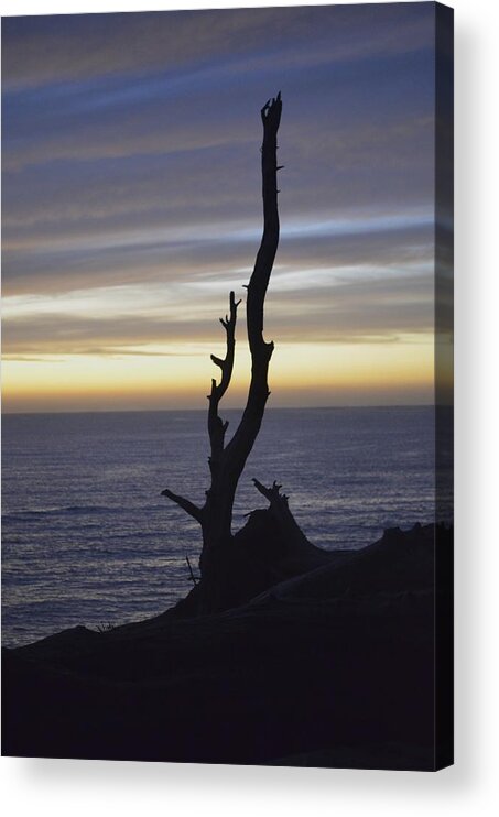  Acrylic Print featuring the photograph Reach For the Sky by Alex King
