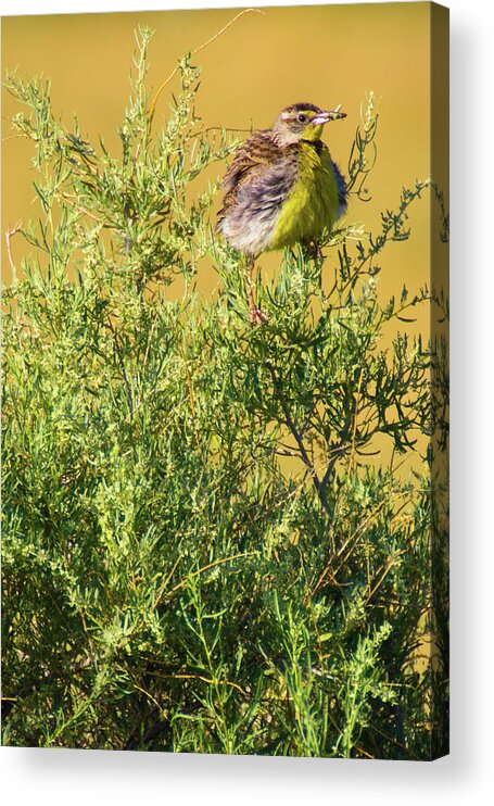 Chatfield State Park Acrylic Print featuring the photograph A Tad Ruffled by John De Bord