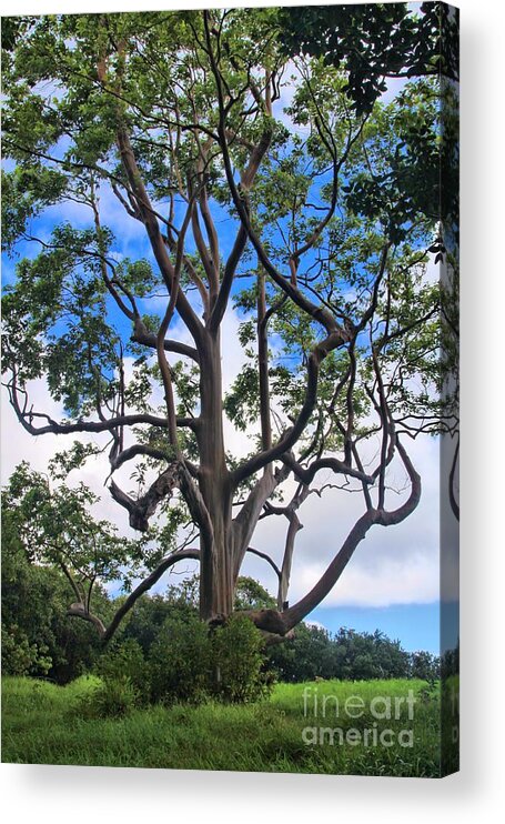 Rainbow Acrylic Print featuring the photograph A Tree In Paradise by DJ Florek