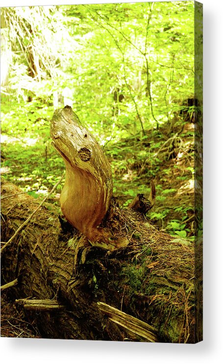 Adventures Acrylic Print featuring the photograph A Tree Seal by Tim Dussault