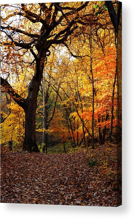 Landscape Acrylic Print featuring the photograph A Walk in the Woods 2 by Steven Clipperton