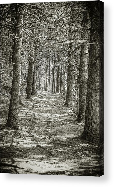 Walden Acrylic Print featuring the photograph A Walk in Walden Woods by Ike Krieger