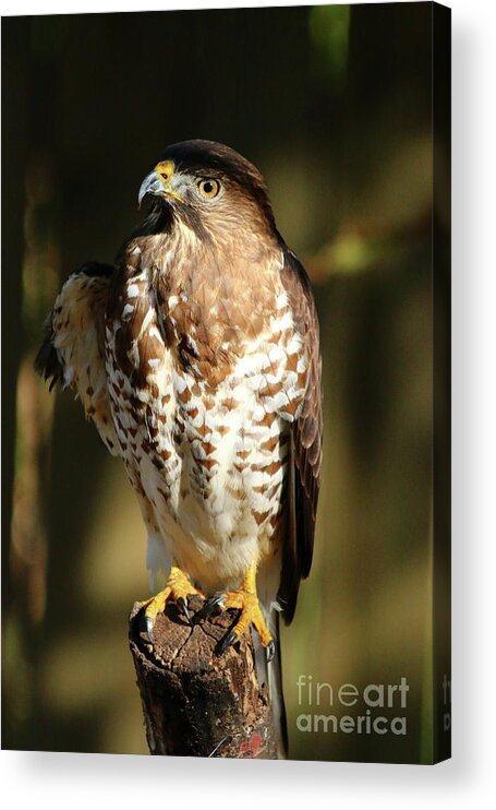 Portrait Acrylic Print featuring the photograph A Young Bird Of Prey by Christiane Schulze Art And Photography
