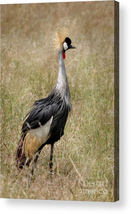 Grey Crown Crane Acrylic Print featuring the photograph African Grey Crowned Crane by Joseph G Holland