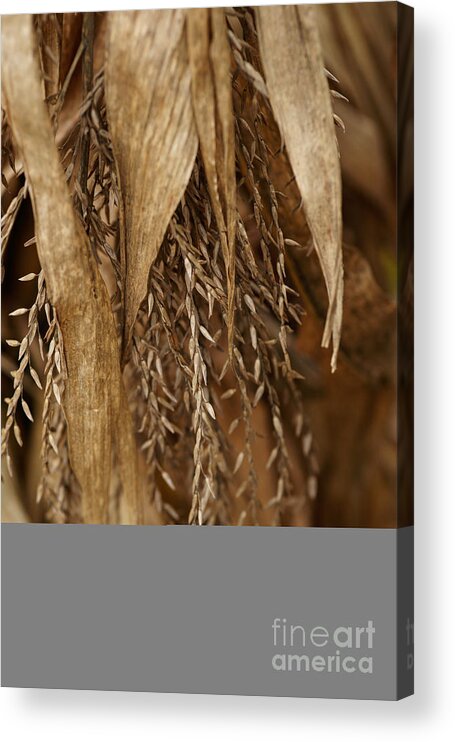 Corn Acrylic Print featuring the photograph After The Harvest - 2 by Linda Shafer
