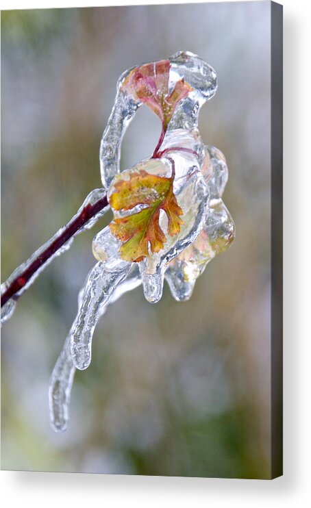 Photography Acrylic Print featuring the photograph After the Ice Storm by Sean Griffin