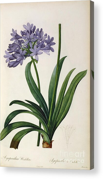 Vintage Acrylic Print featuring the painting Agapanthus umbrellatus by Pierre Redoute