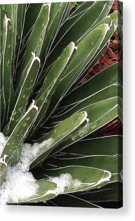 Desert Acrylic Print featuring the photograph Agave by Cheryl Goodberg