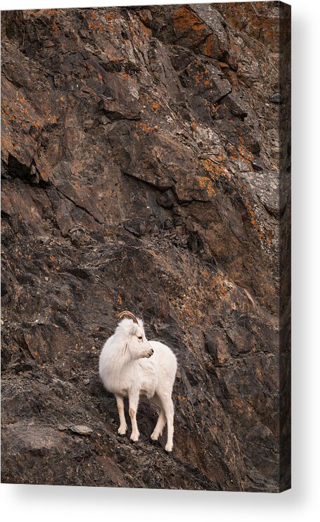 Alaska Acrylic Print featuring the photograph Alaska Dall sheep by Scott Slone