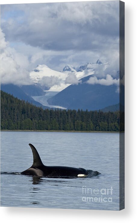 Alaska Acrylic Print featuring the photograph Alaska Orca by John Hyde - Printscapes