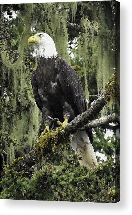 Eagle Acrylic Print featuring the photograph Alaskan Regality by Don Mennig