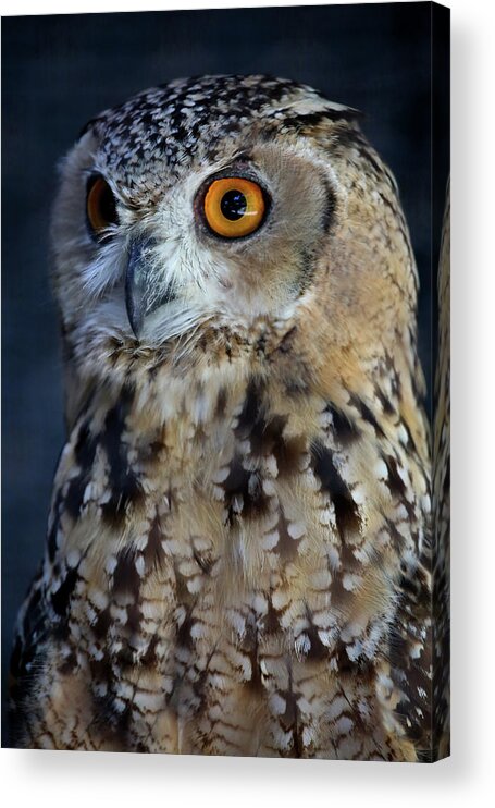 Owl Acrylic Print featuring the photograph Alert by Steve Parr
