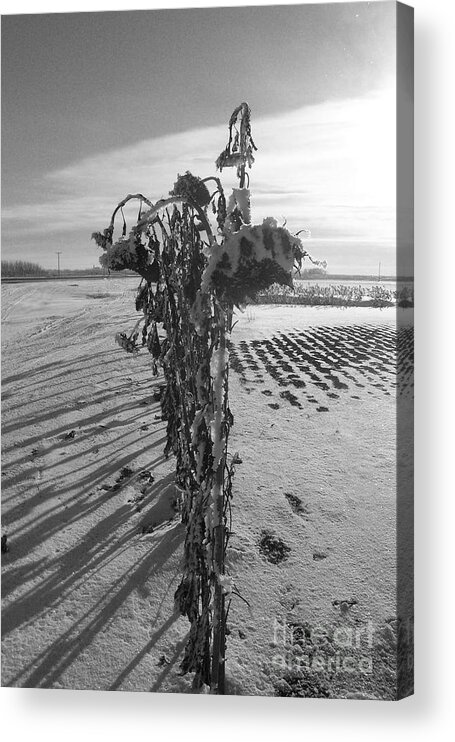 Sunflower Acrylic Print featuring the photograph All in a Row by Mary Mikawoz