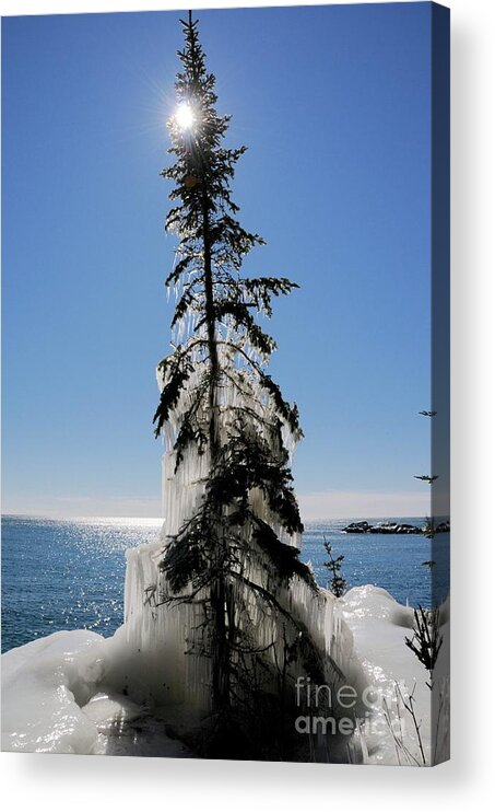 Spruce Tree Acrylic Print featuring the photograph All Spruced Up by Sandra Updyke