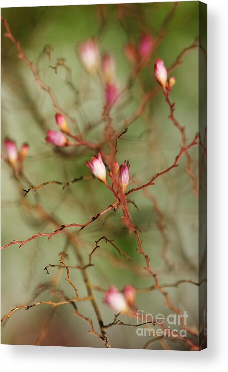 Flower Acrylic Print featuring the photograph All Things Connected by Linda Shafer