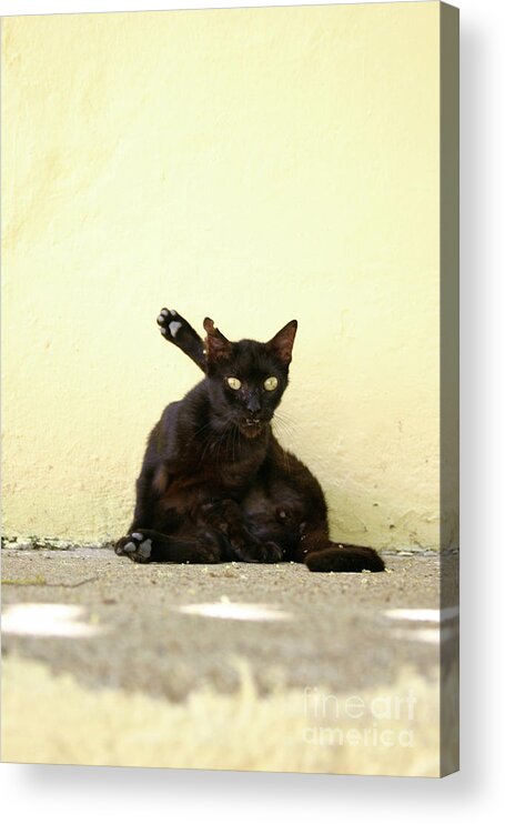 Cat Acrylic Print featuring the photograph Alley Cat by Becqi Sherman