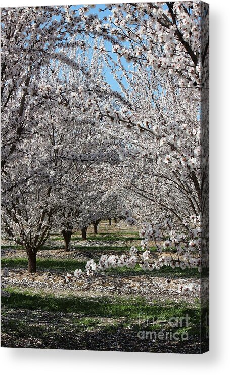 Almond Acrylic Print featuring the photograph Almond Orchard by Marta Robin Gaughen