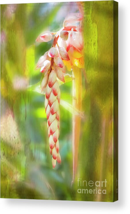 Tropical Acrylic Print featuring the photograph Alpinial Galangal by Mary Jane Armstrong