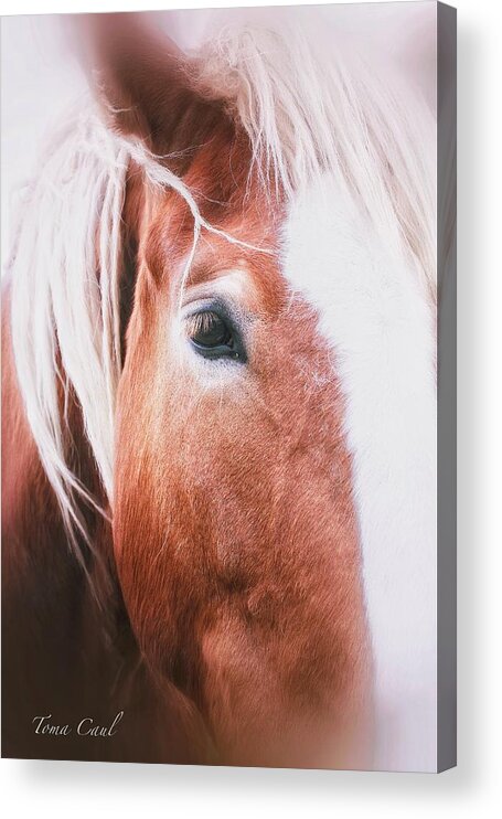 Horses Acrylic Print featuring the photograph Always Dream signed by Toma Caul