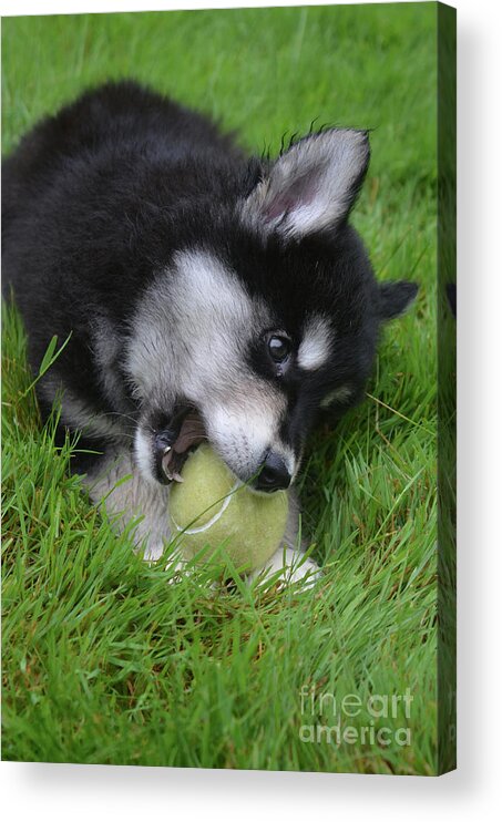 Alusky Acrylic Print featuring the photograph Amazing Alusky Puppy Dog Resting in Grass with a Ball by DejaVu Designs