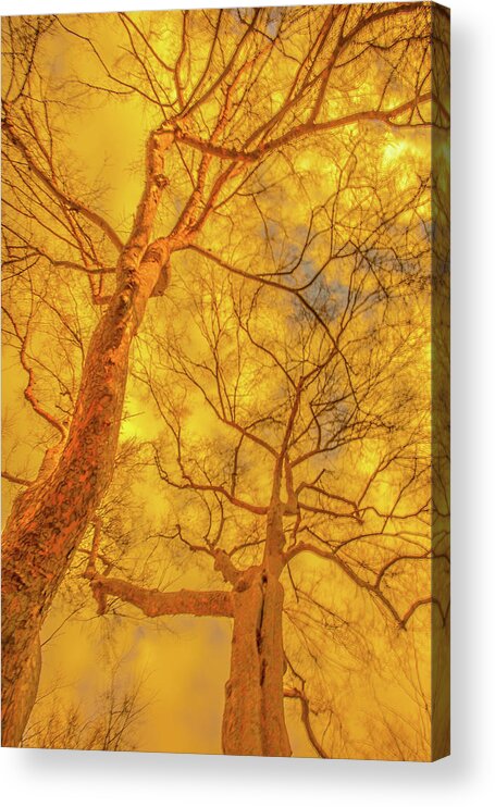 Trees Acrylic Print featuring the photograph Amber Tree Abstract by Bruce Pritchett