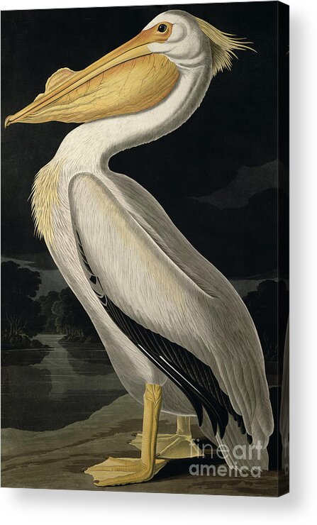 American White Pelican Acrylic Print featuring the painting American White Pelican by John James Audubon