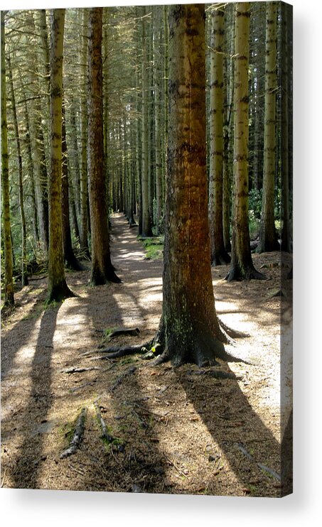 Beecraigs Acrylic Print featuring the photograph Among forest trunks by Elena Perelman