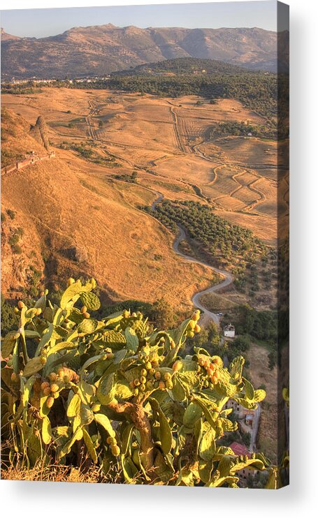 Cacti Acrylic Print featuring the photograph Andalucian Golden Valley by Ian Middleton