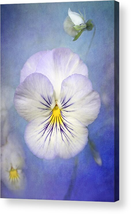 White Pancy Flower Acrylic Print featuring the photograph Angel Wings by Marina Kojukhova