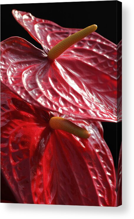 Flower Acrylic Print featuring the photograph Anthurium Flamingo by Tammy Pool