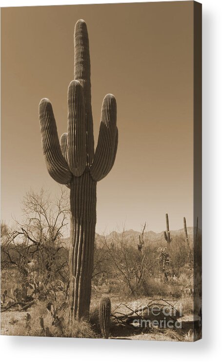American Acrylic Print featuring the photograph Antique Sepia Saguaro Cactus by Karen Foley