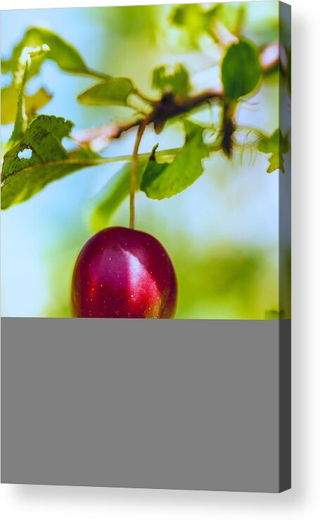 Red Acrylic Print featuring the photograph Crab Apple by Constantine Gregory