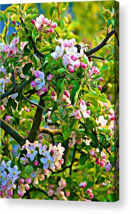 Apple Tree Acrylic Print featuring the photograph Apple tree blossoms by Tatiana Travelways