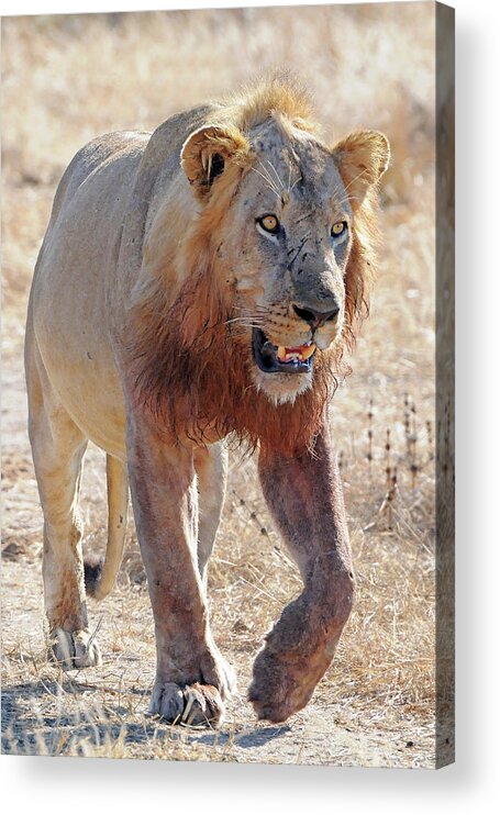 Lion Acrylic Print featuring the photograph Approaching Lion by Ted Keller