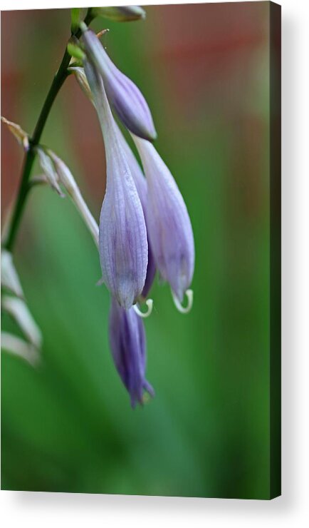 Hosta Acrylic Print featuring the photograph April Ends by Michiale Schneider