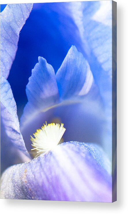 Photography Acrylic Print featuring the photograph Aria by Steven Natanson