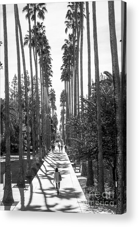 American Acrylic Print featuring the photograph Arizona State University Palm Walk by University Icons