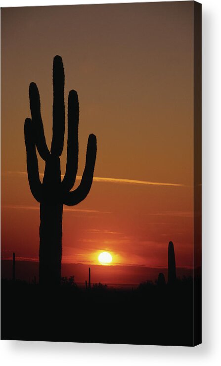 Saquaro Cactus Acrylic Print featuring the photograph Arizona Sunset by Susan Benson