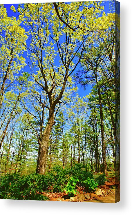 Tree Canopy Acrylic Print featuring the photograph Artsy Tree Series, Early Spring - # 04 by The James Roney Collection