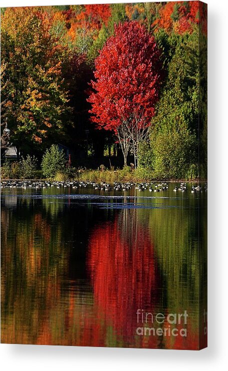 Red Acrylic Print featuring the photograph As red as it can be by Aimelle Ml